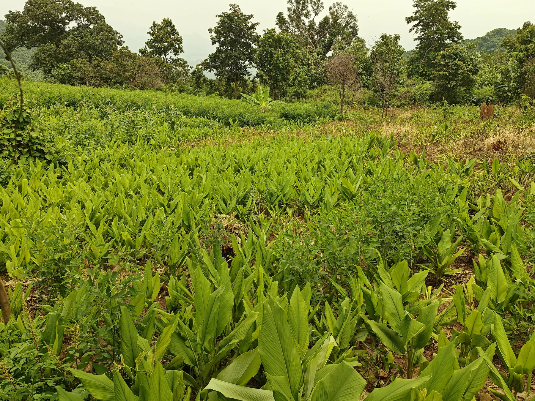 Farmers and FPOs